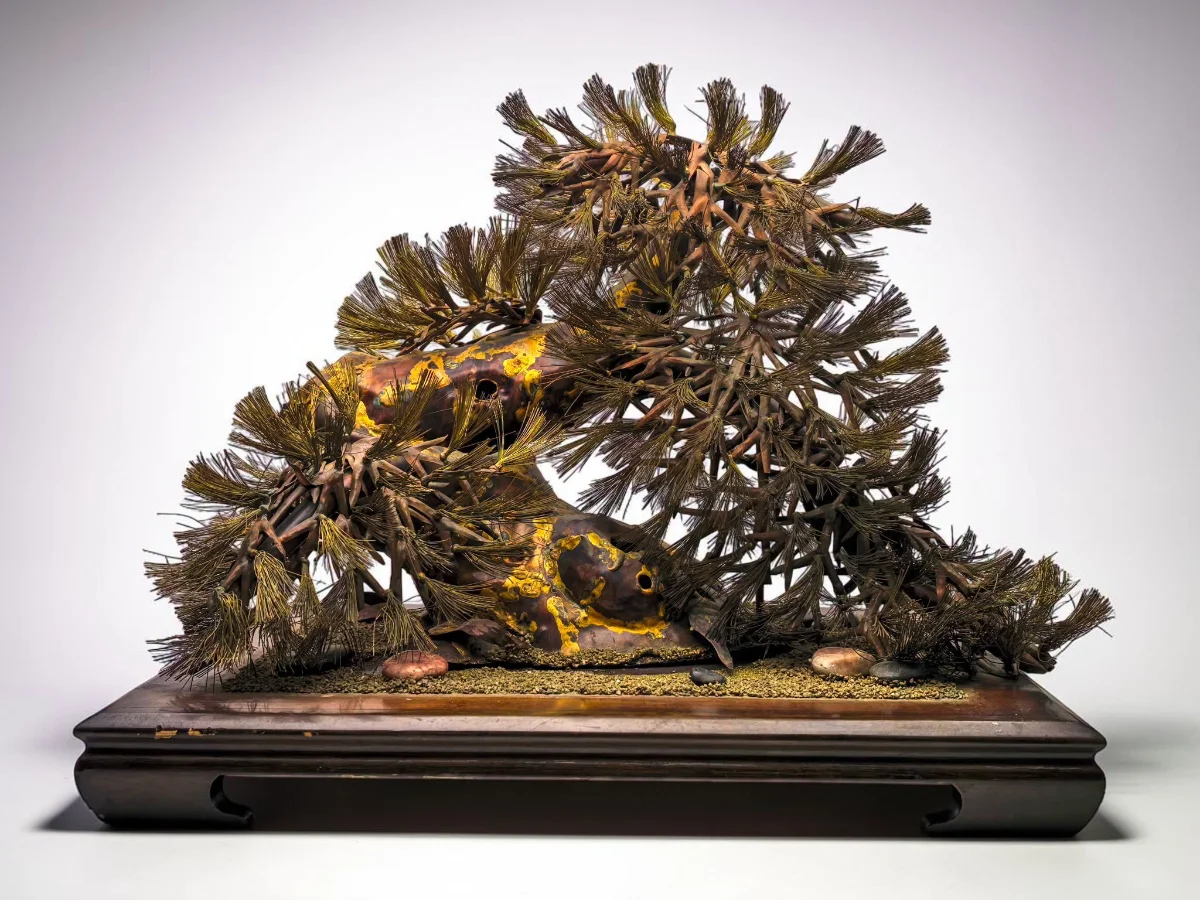 Tiểu cảnh Bonsai "Đại Tùng Đồng"